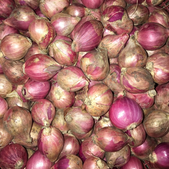 

Bawang merah / brambang