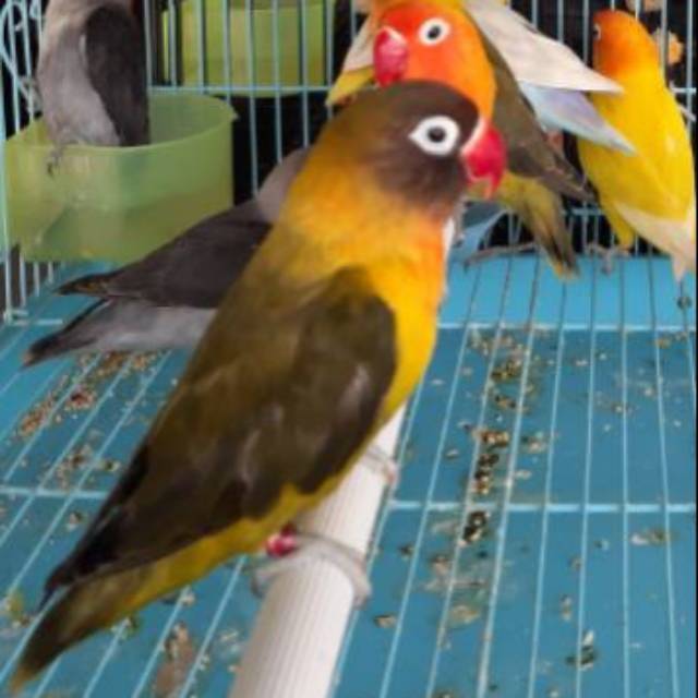 Lovebird Olive Shopee Indonesia