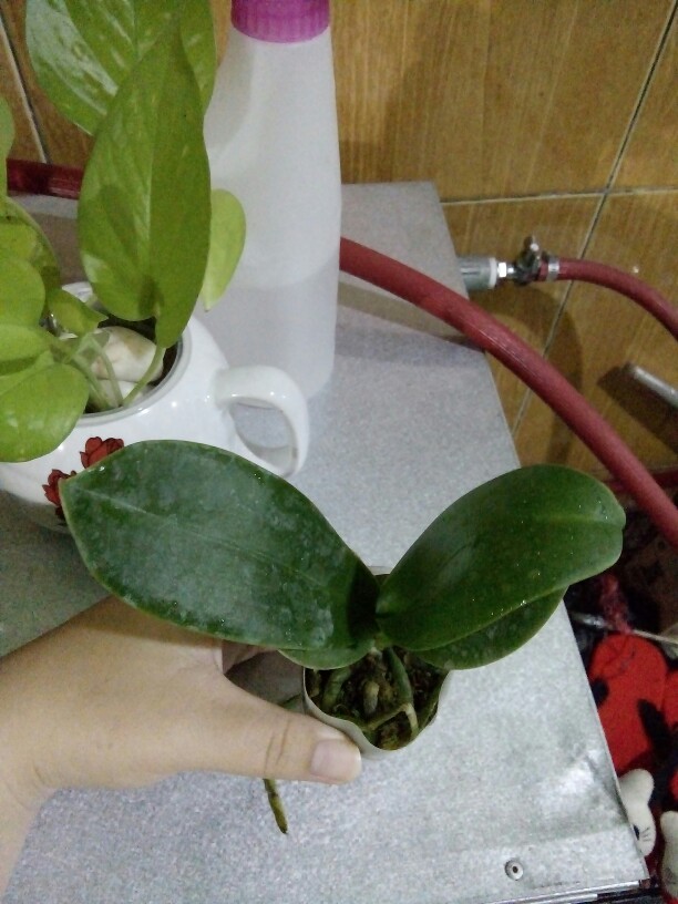 Anggrek Bulan Remaja - Phalaenopsis Hybrid Taiwan