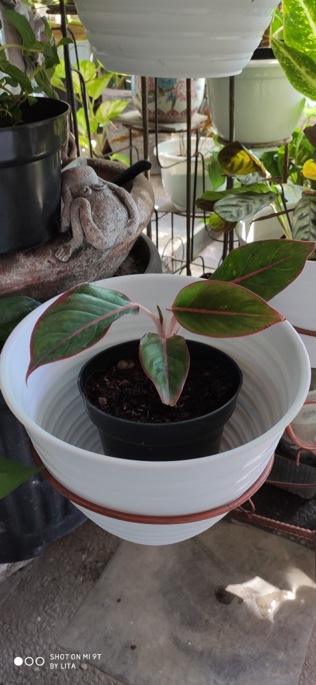 Bibit Tanaman Hias Daun Aglaonema Lipstiksian Aurora