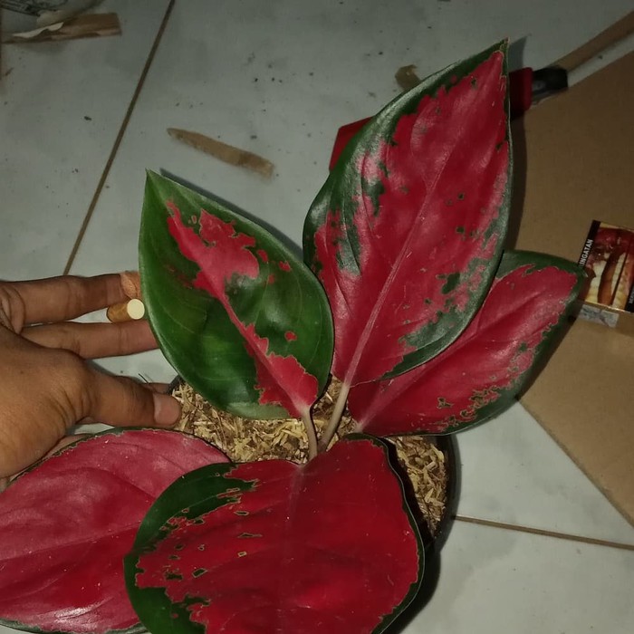 Tanaman Hias Aglonema Suksom - Suksom Jaipong Stang Pendek - Aglonema