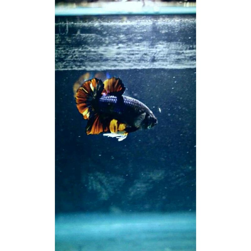 Male Avatar Nemo