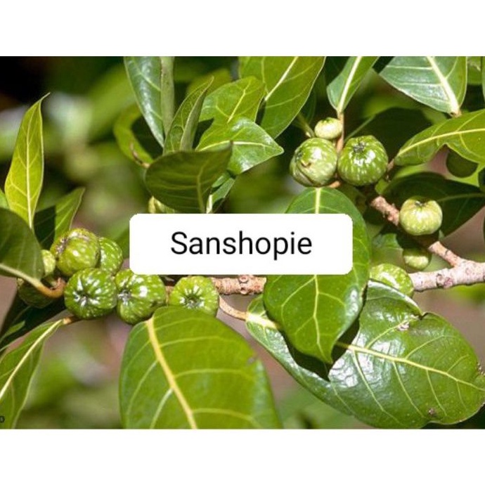 

Daun awar awar segar petik langsung 500 gram