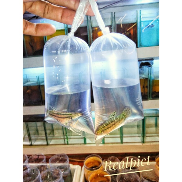 plastik bungkus cupang,merek female alien green