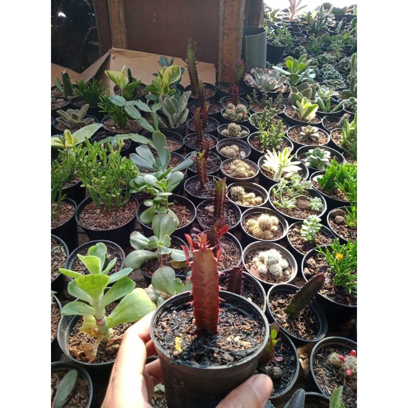 Kaktus Sukulen || Ephorbia Tetragonus Hijau Merah