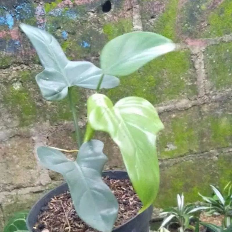 Tanaman Hias Pilodendron Uiolin - tanaman pilodendron Lele