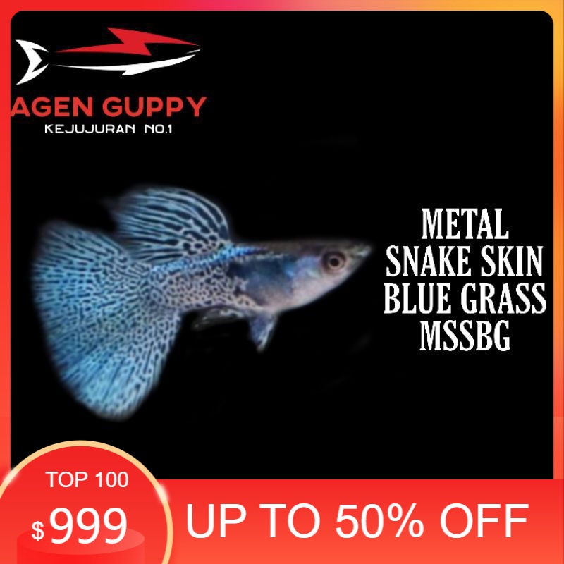 

Packing Styrofoam Guppy Metal Snakeskin Blue Grass