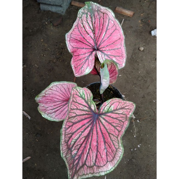 caladium srikandi