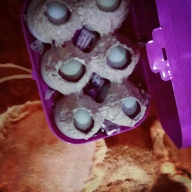 

Telur bebek 6 pcs + egg box
