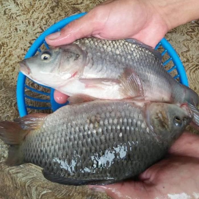 

Ikan Emas Segar 1~Kilogram