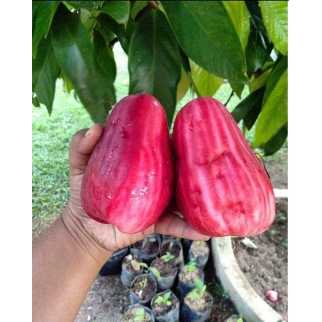 Bibit Jambu Jamaika /Dersono Cepat berbuah