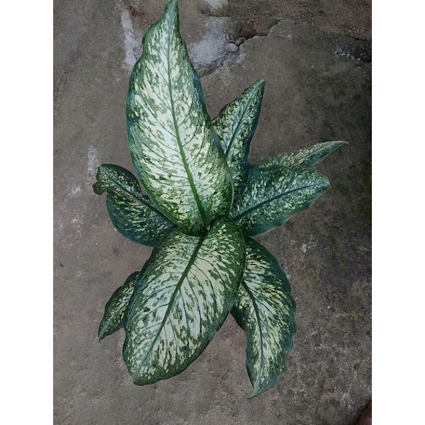 Diven bolak balik jumbo