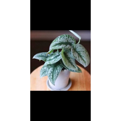 Srigading Silver / Scindapsus Pictus Silver