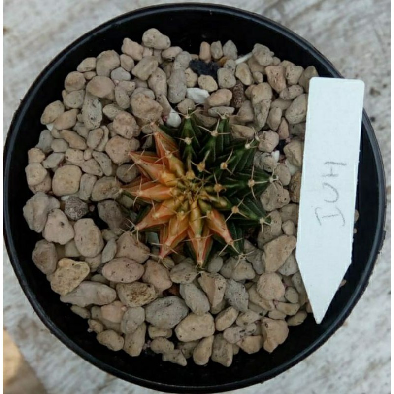 Kaktus LB Hybrid Varigata 3 Cm