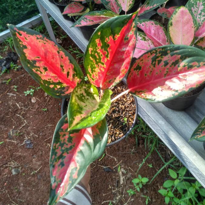 Tanaman Aglonema Kochin Cameleon