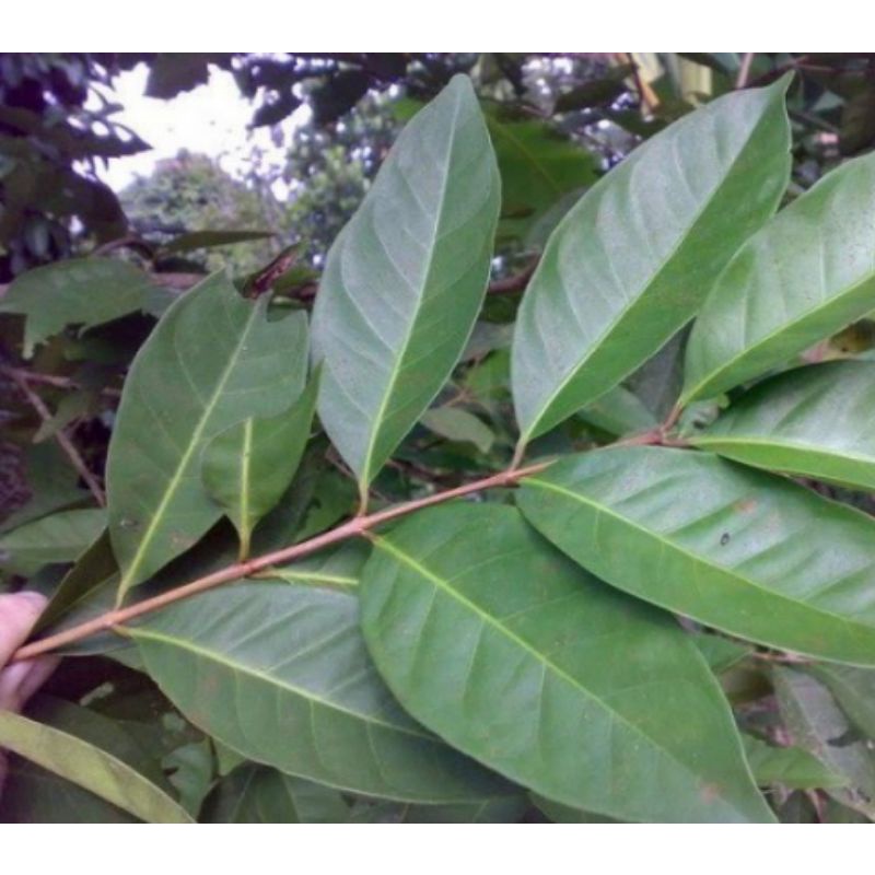 

daunsalam/ indonesian laurel