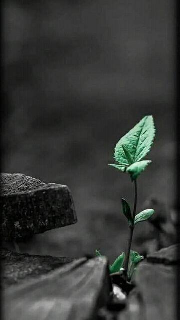 Diskon 50% Essential Fairness Whitening Perawatan Pencerah Wajah Kulit Normal