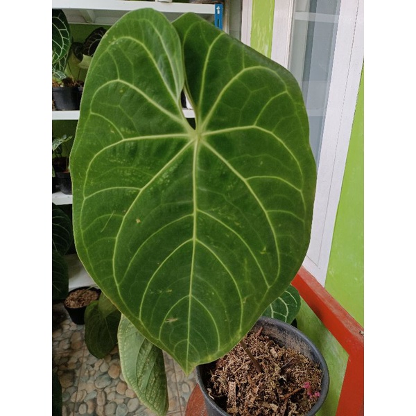anthurium magnificum x regale