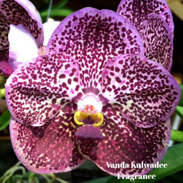 Anggrek Vanda Kulwadee Fragrance Jumbo