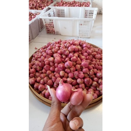 

bawang merah probolinggo