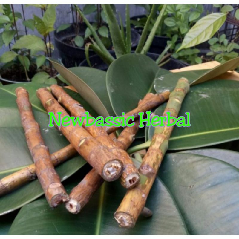 

bibit stek pohon karet kebo 1 batang