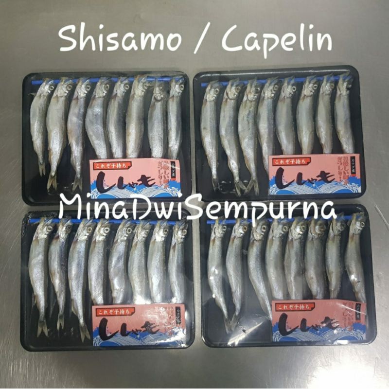 

Shisamo Fish / Ikan Capelin - Besar & Telur