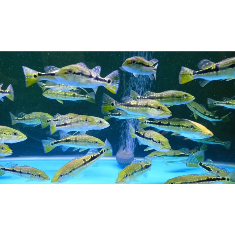 PBASS Pinima pure 12-13