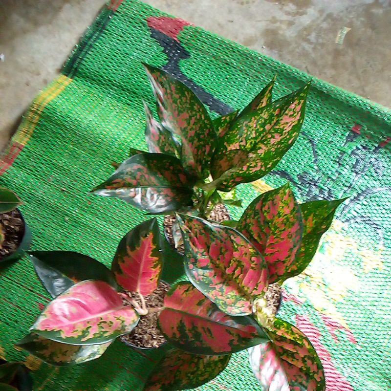 aglonema kocin Garuda venus