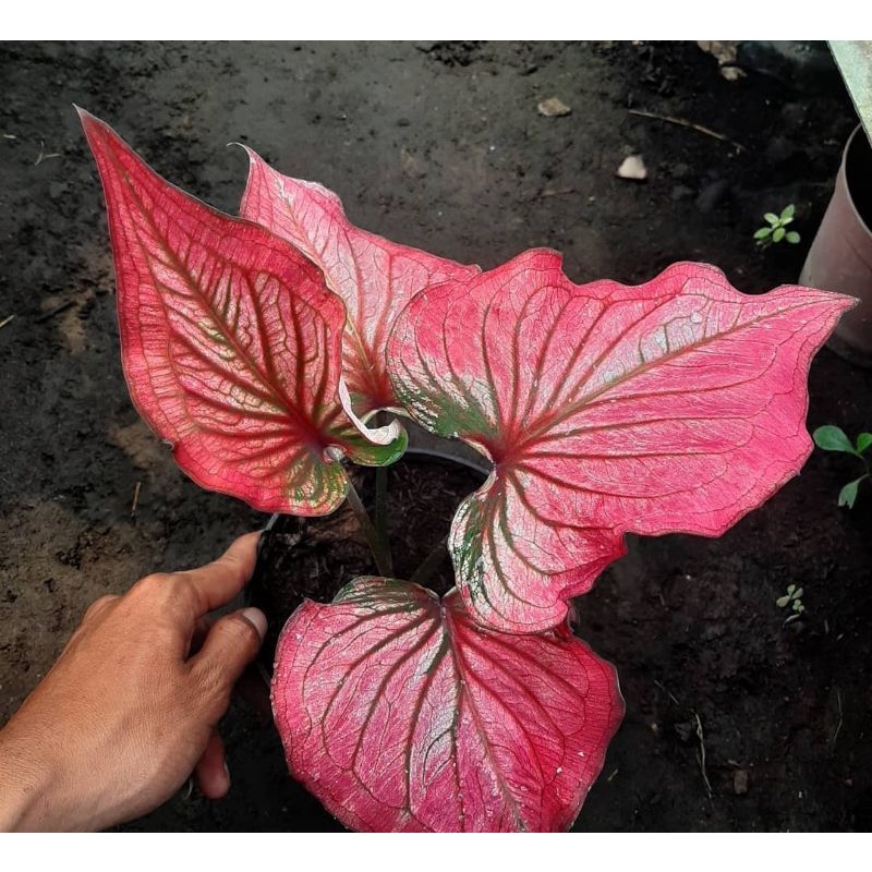 Keladi Hias Infinity | Tanaman Hias Anakan Keladi Infinity Murah