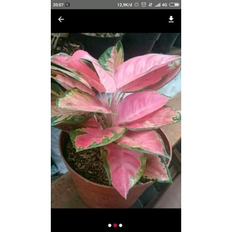 PROMO Aglonema Kochin - Tanaman Hias Aglaonema Red Kocin . ( Tanaman hias hidup indoor murah hiasan 