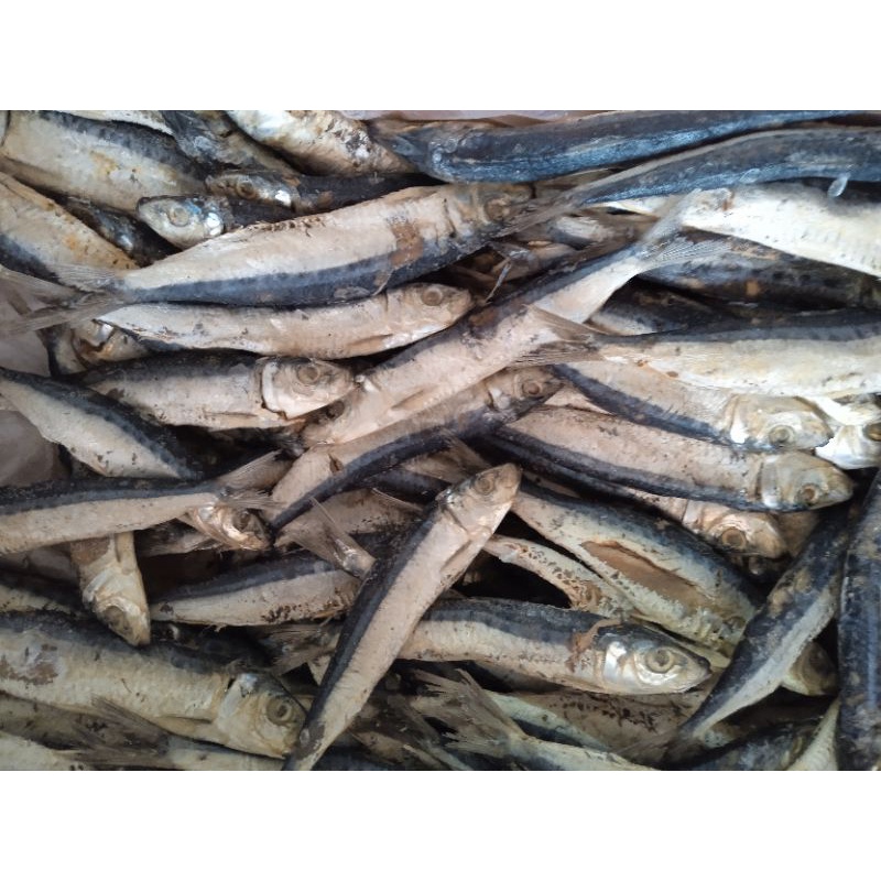 

Ikan Japuh Besar