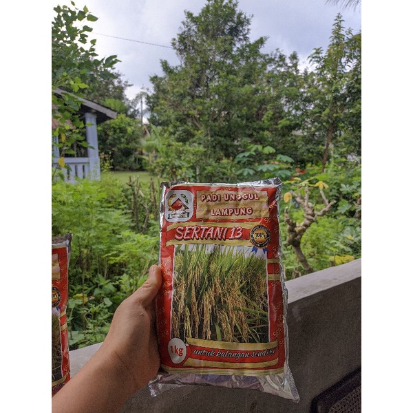benih padi unggul SERTANI 13 1kg bibit lokal