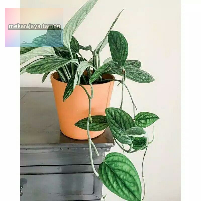 Anthurium karstenianum - sirih badak