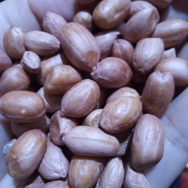 

Kacang tanah