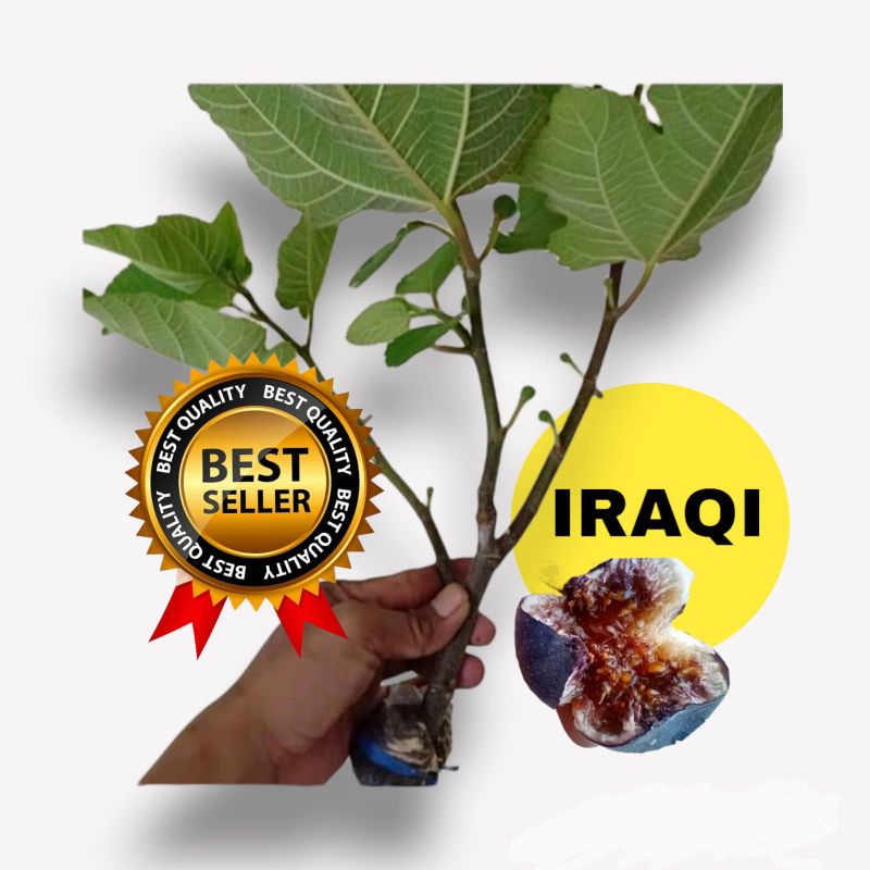 Bibit pohon buah tin IRAQI fresh cangkok