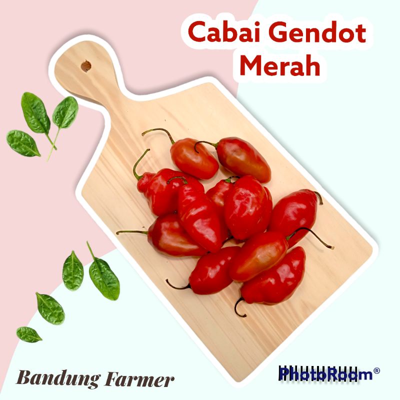 

cabai gendot merah fresh 1 kg