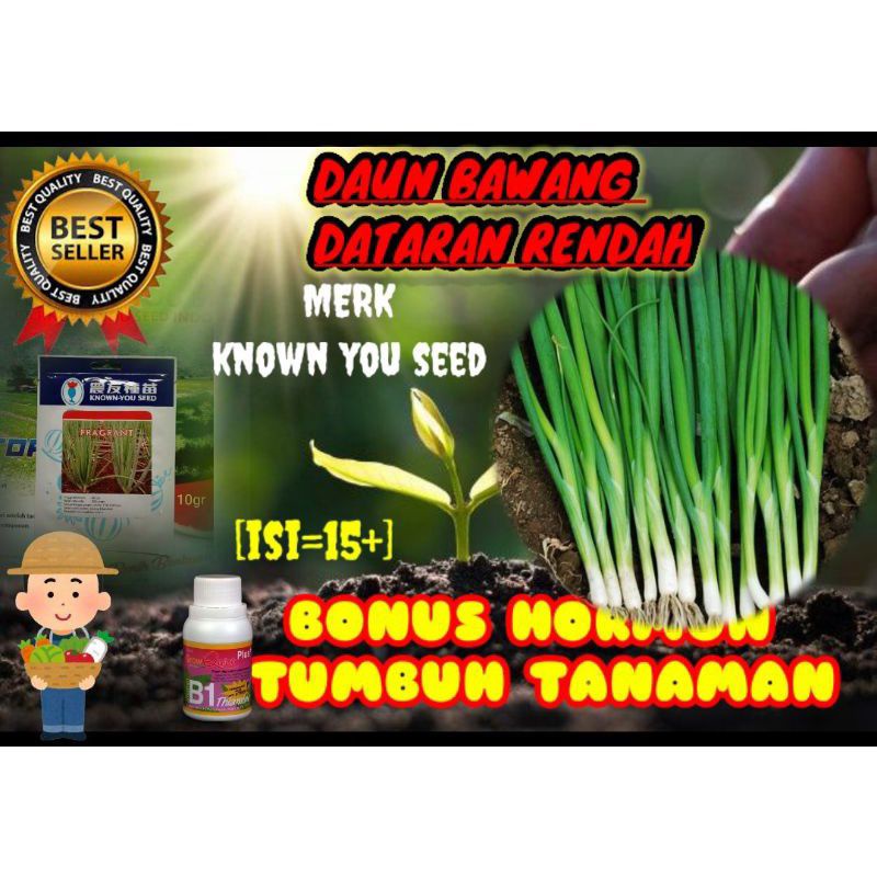 Benih daun bawang dataran rendah