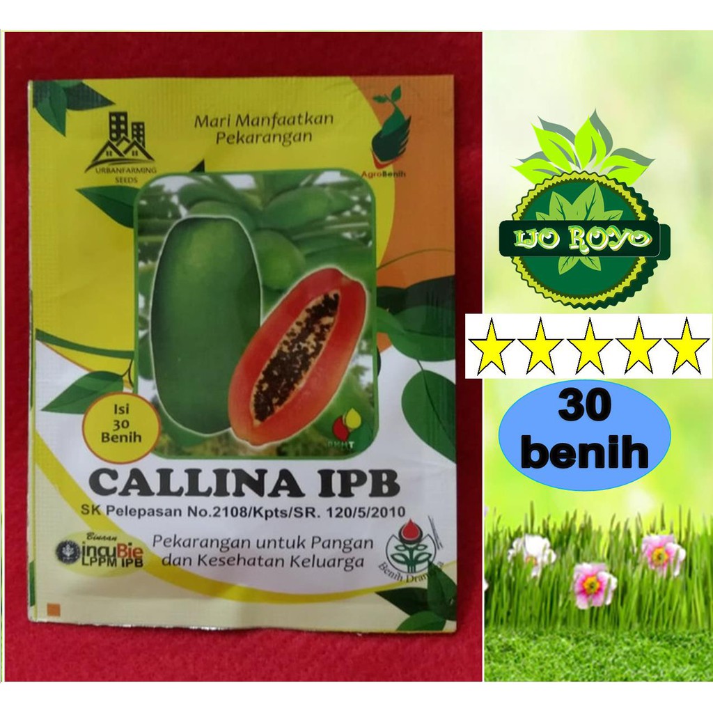 Benih Pepaya calina california Callina IPB IPB9 original