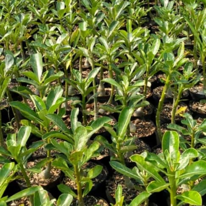 

bibit adenium redy stok