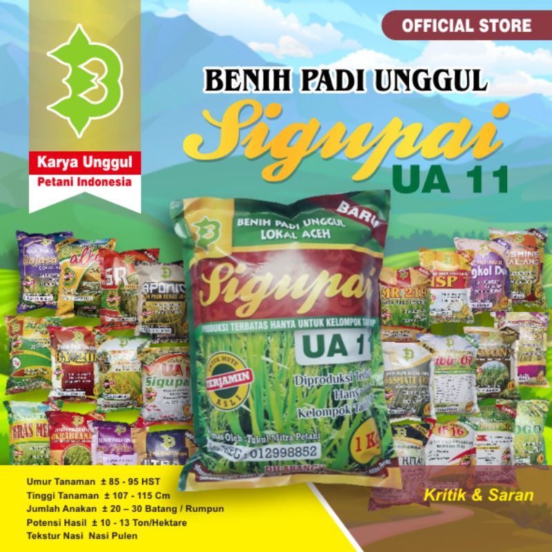 COD OK Beli Benih Padi UA 11 Sigupai / Bibit Padi UA11 Sigupai Asli Lokal Aceh
