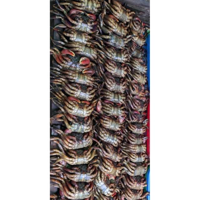 

Kepiting Kecil Asin - Keramak - -Baki - Bua Ki - Ma Ki Pontianak (Musiman) Isi 10 pcs