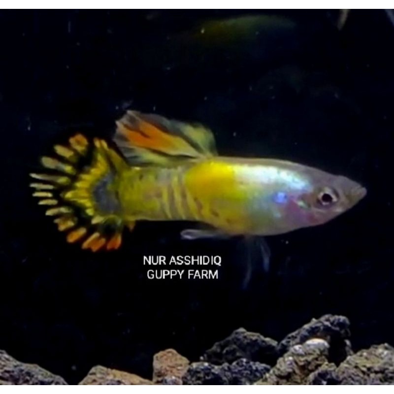 Galaxy Medusa Roundtail perpair