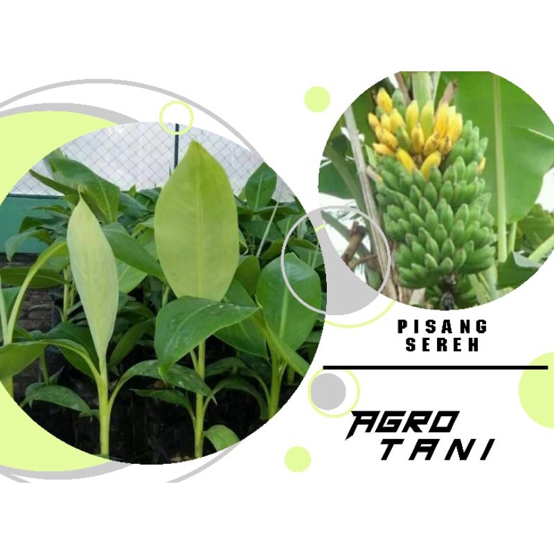 bibit pisang raja sereh