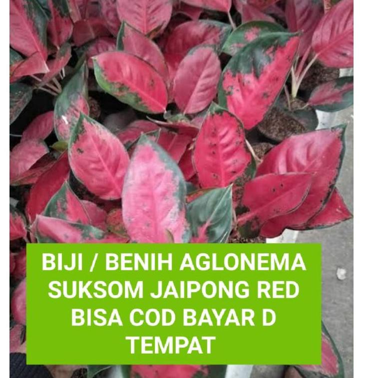 Dίzίnί rᗴΔdy benih biji aglonema suksom jaipongred..L4gi promo
