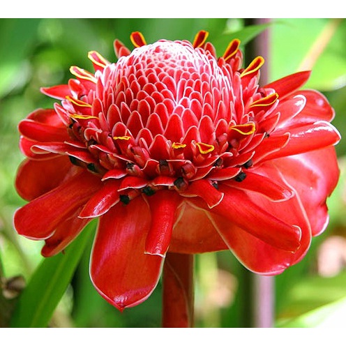 

Bunga kecombrang 1kg segar bunga honje rombeh combrang