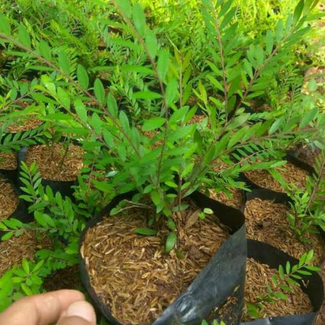 Tanaman cendrawasih / Tanaman hias cendrawasih