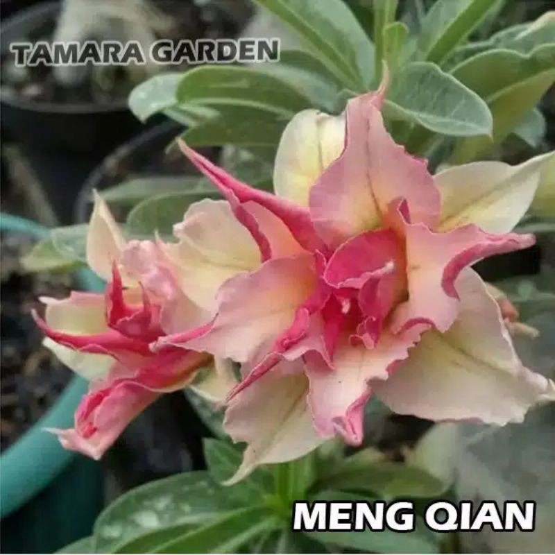 

Bibit Bunga Kamboja Jepang - Adenium Meng Qian