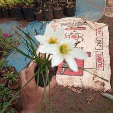 pohon bunga kucai putih/tanaman hias bunga kucai warna putih