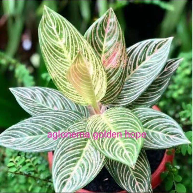 bibit bonggol AGLAONEMA GOLDEN HOPE