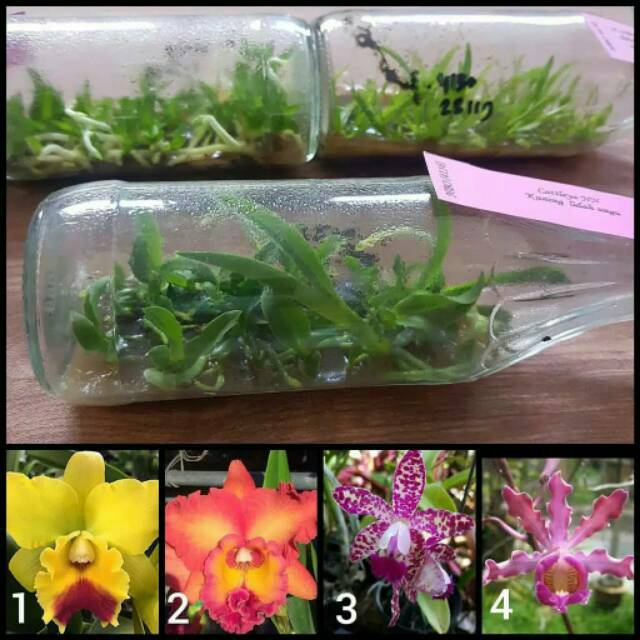 anggrek botol cattleya murah